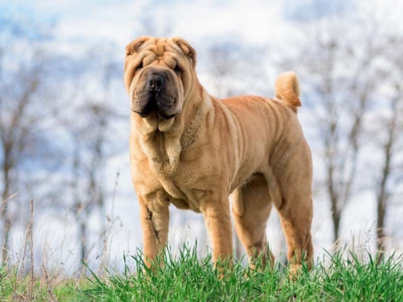 Shar-Pei dog breed origin | Sharpei Dog breed information 